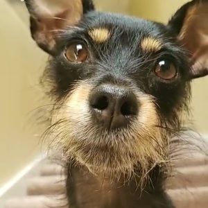 Meet your Posher, Ellen